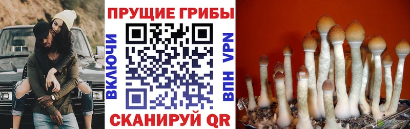 Галлюциногенные грибы Magic Shrooms  Купить закладки  Ивдель 